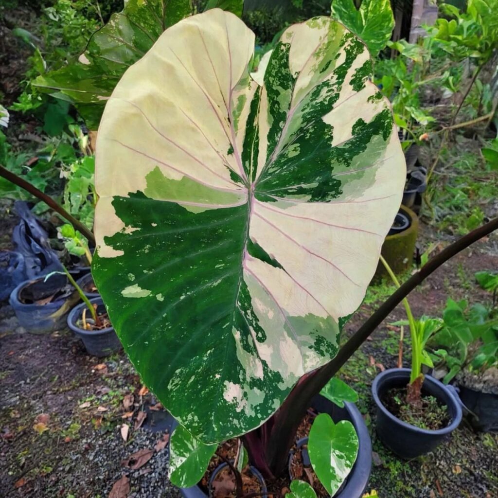 Колоказия Bonnathai Боннатай