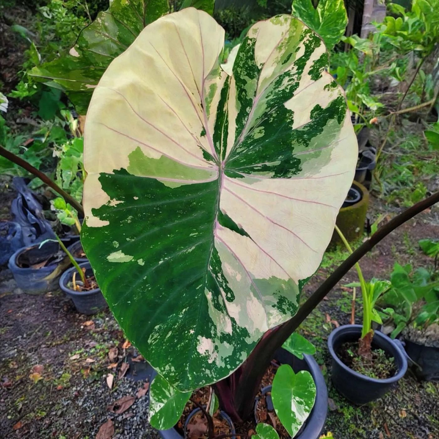 Колоказия Bonnathai Боннатай