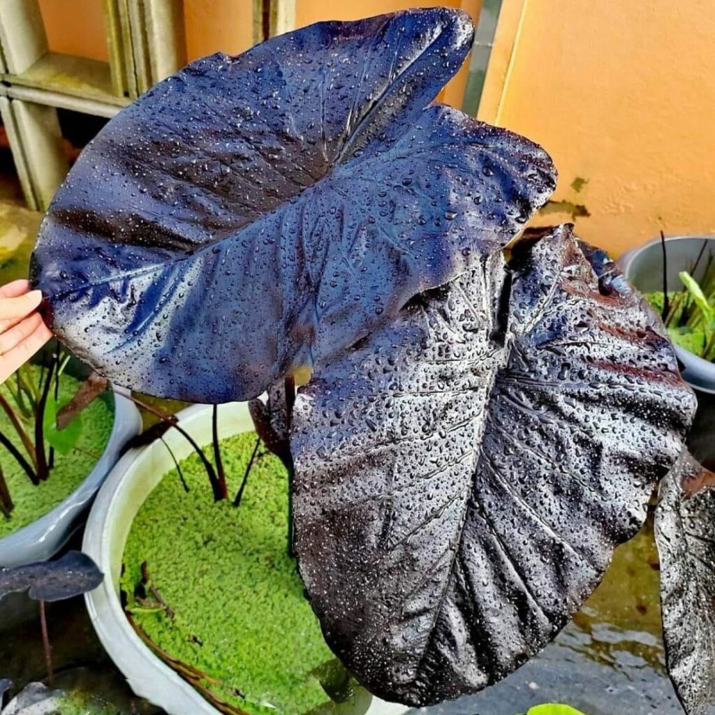 Колоказия black stone - Чёрный камень