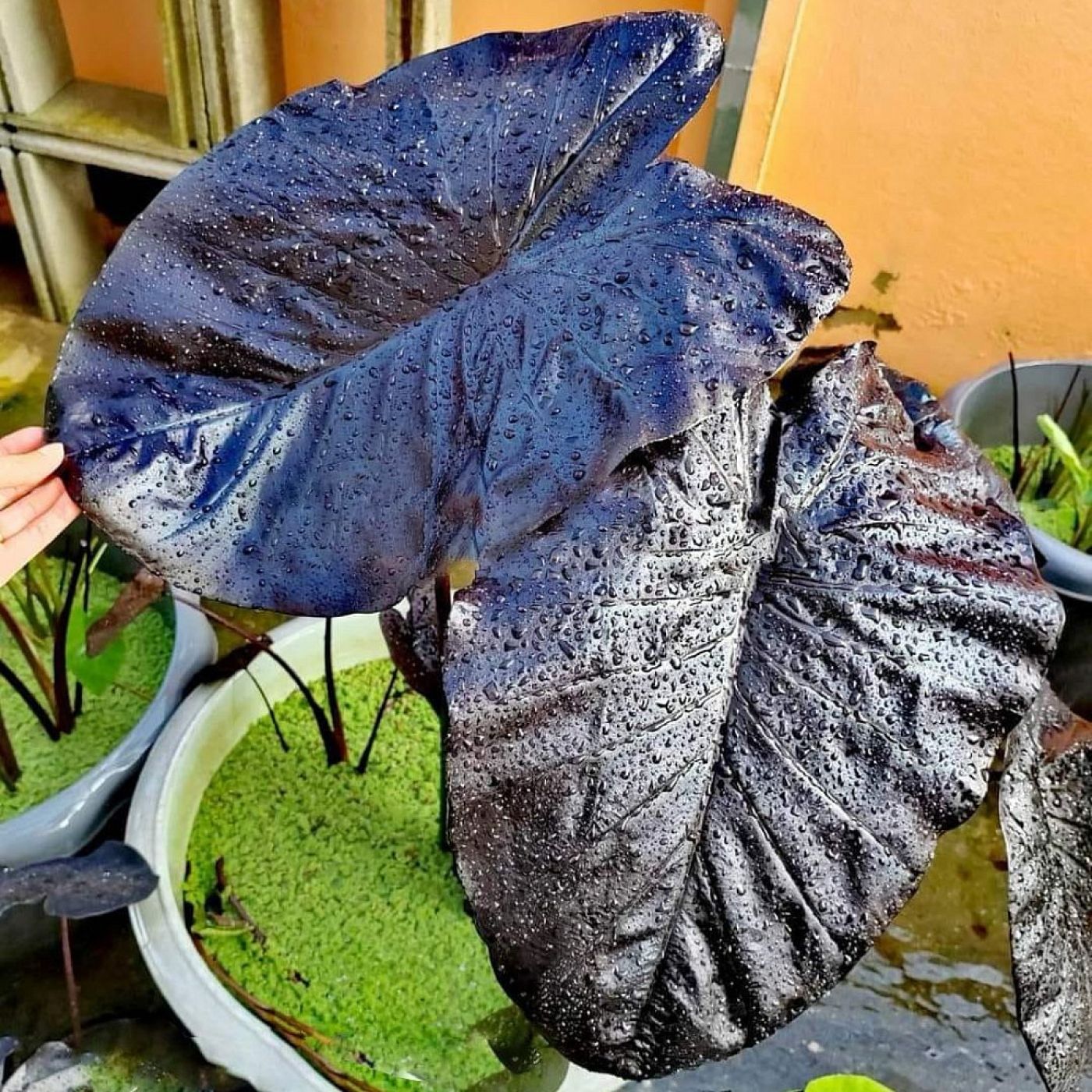 Колоказия black stone - Чёрный камень