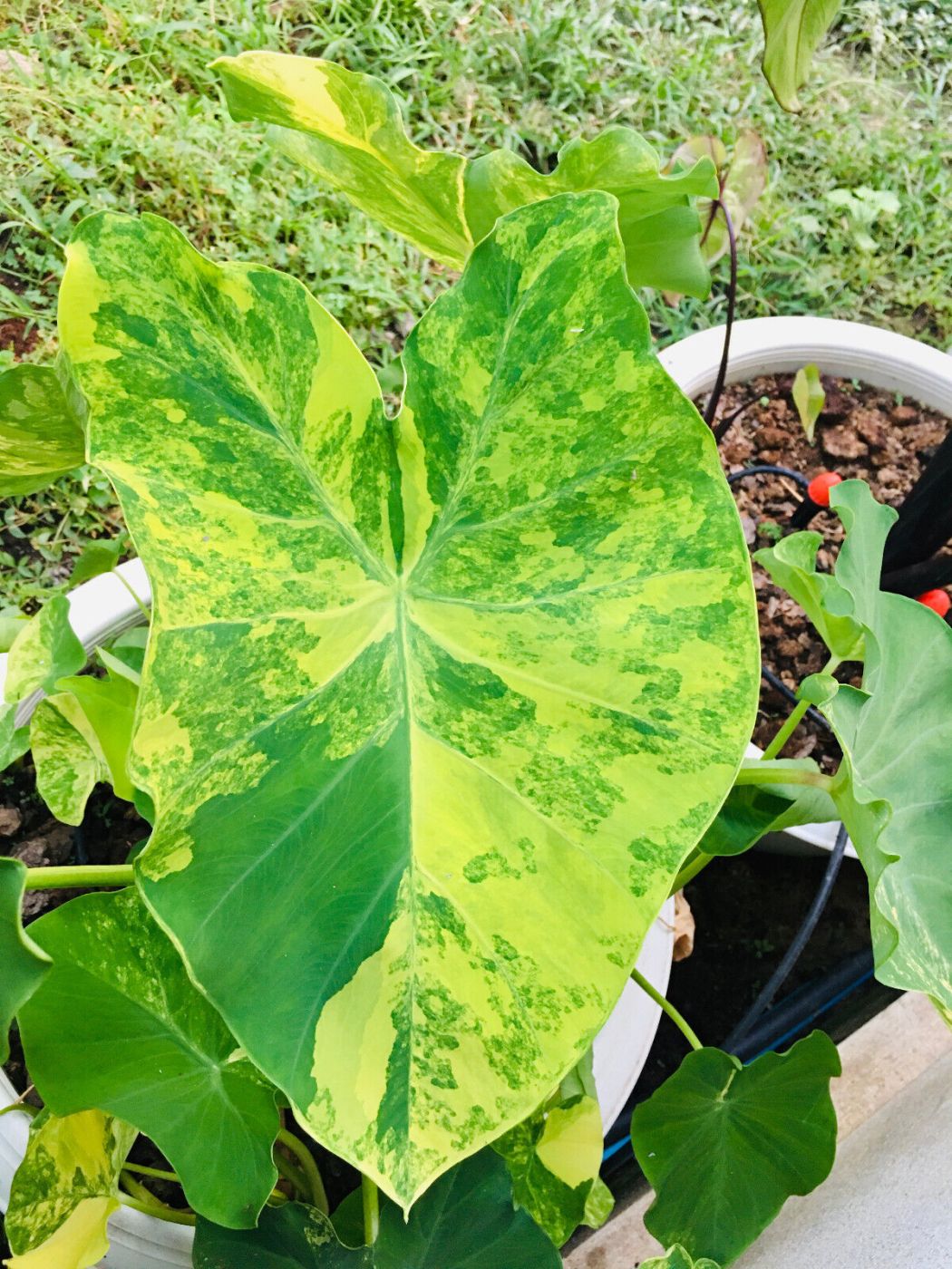 Колоказия YELLOW SPLASH Желтая вспышка