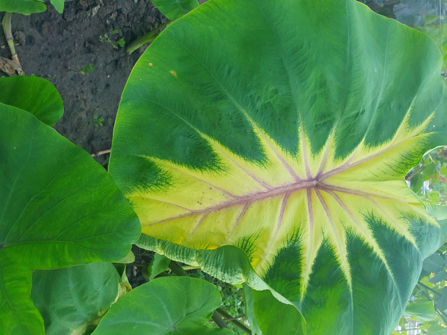 0401202611_kingofdiamond1-scaled