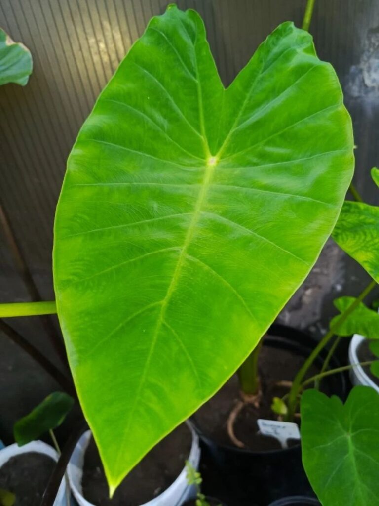 Колоказия Tiger eye - Глаз тигра