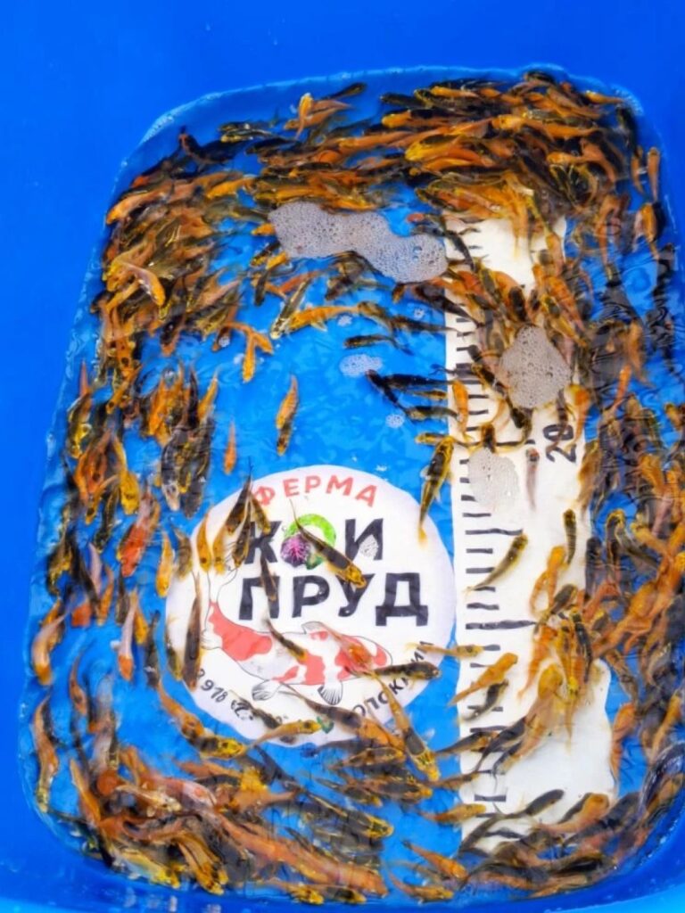 Карп Кои Микс -Кабуто, золото гин рин, зелёные, цветные 3-5 см