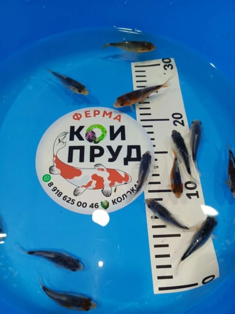 Шисуи-шисуи ханна 6-8 см