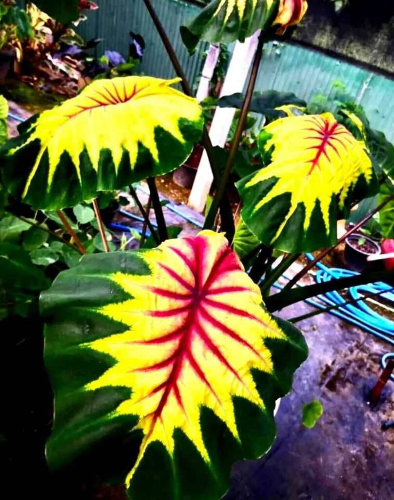 Колоказия Light Pillar - Лигт Пилар