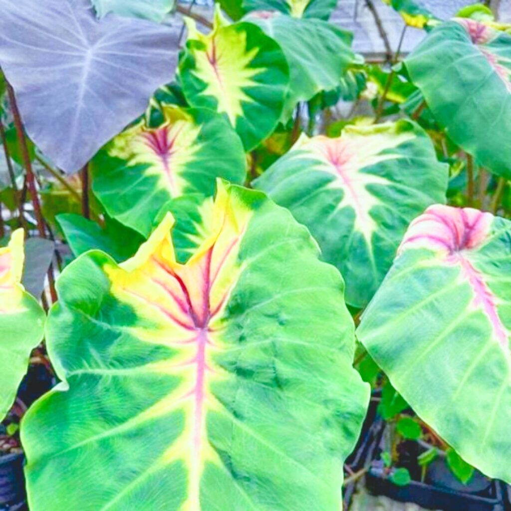 Колоказия Sunshine Day - Солнечный день