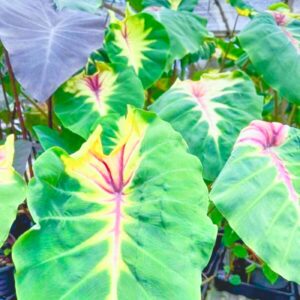 Колоказия Sunshine Day - Солнечный день