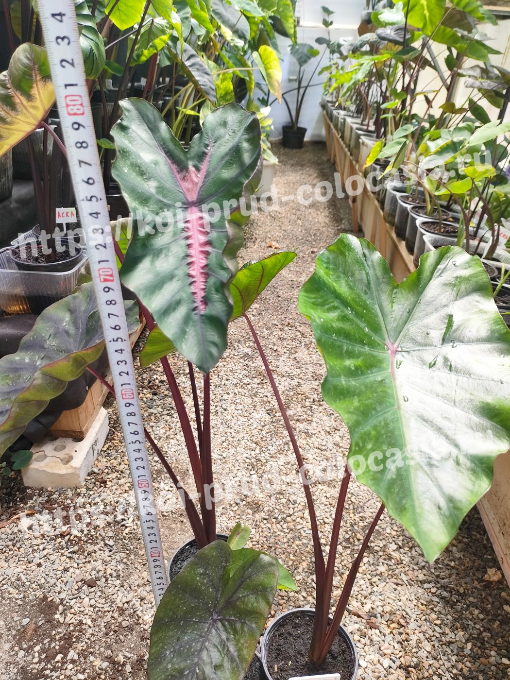 1807202403_Photo_1721310466845