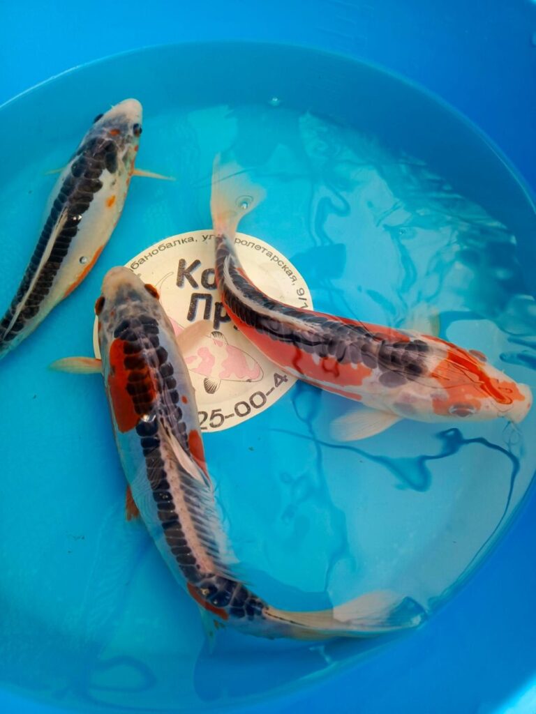 Шисуи японский карп кои премиум класса 15-18 см