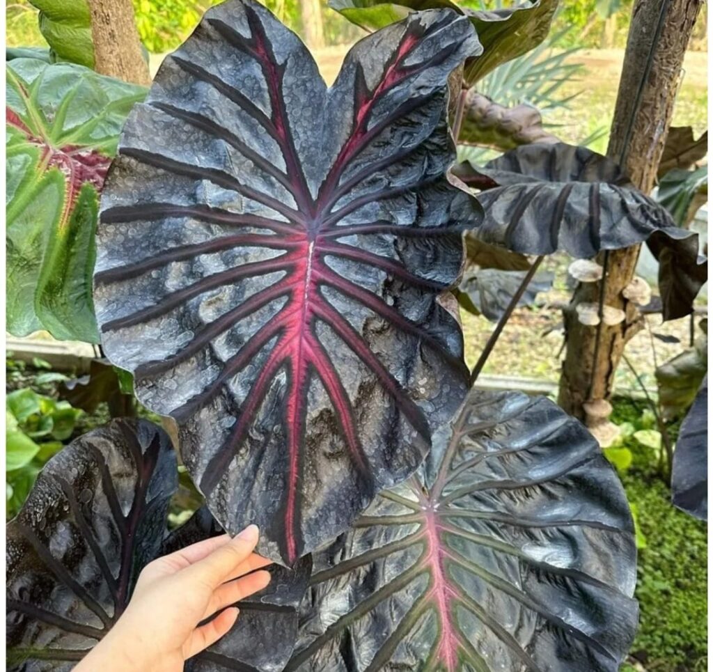 Колоказия Inferno Falls - Инферно фэлс