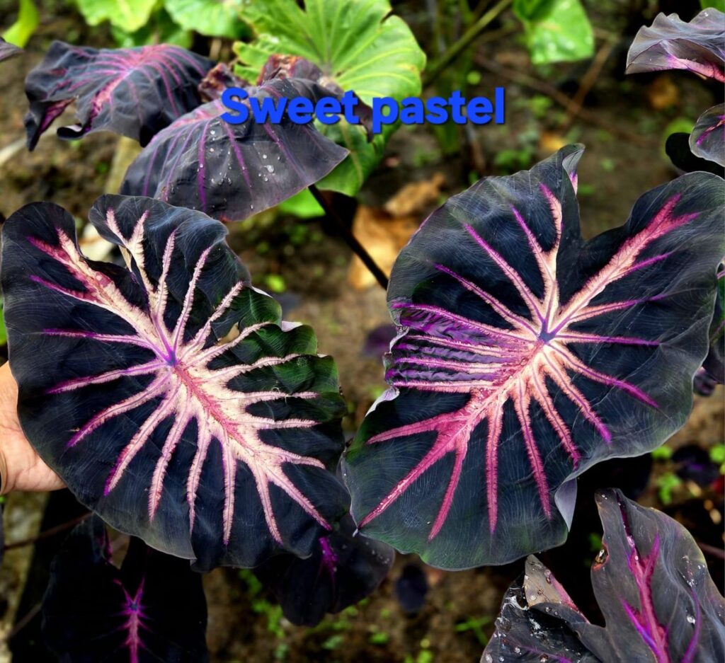 Колоказия Sweet Pastel