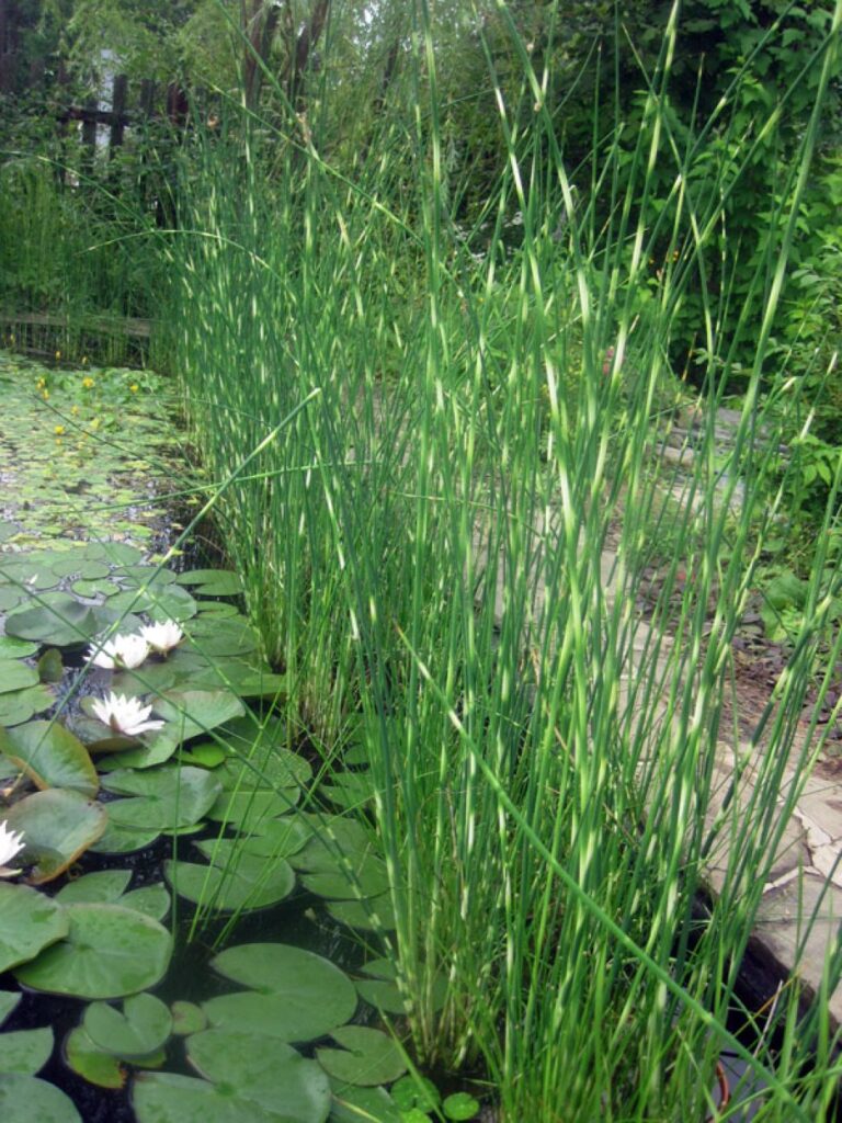 Камыш зебринус (табернемонтана) вариегатный