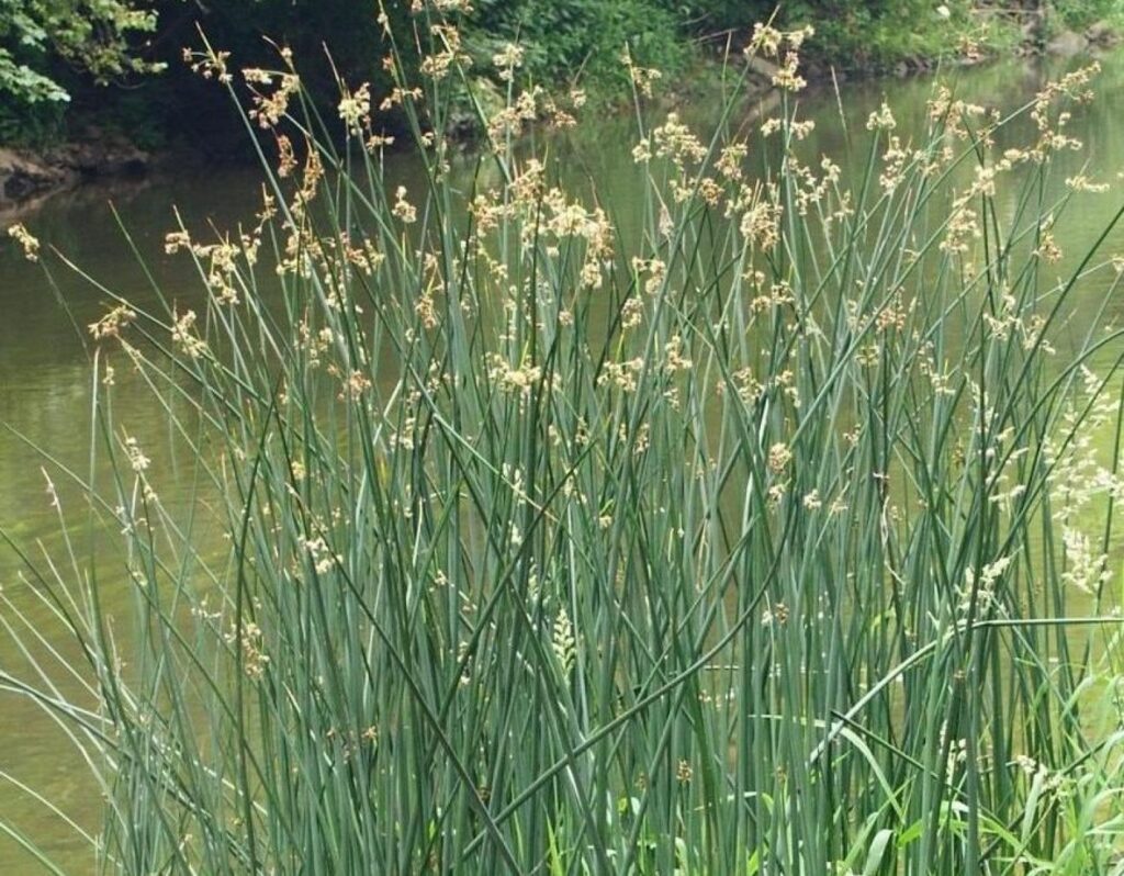 Ситник развесистый Спиралис (купить Juncus effusus Spiralis)