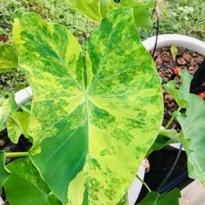 Колоказия YELLOW SPLASH - Желтая вспышка 100см+