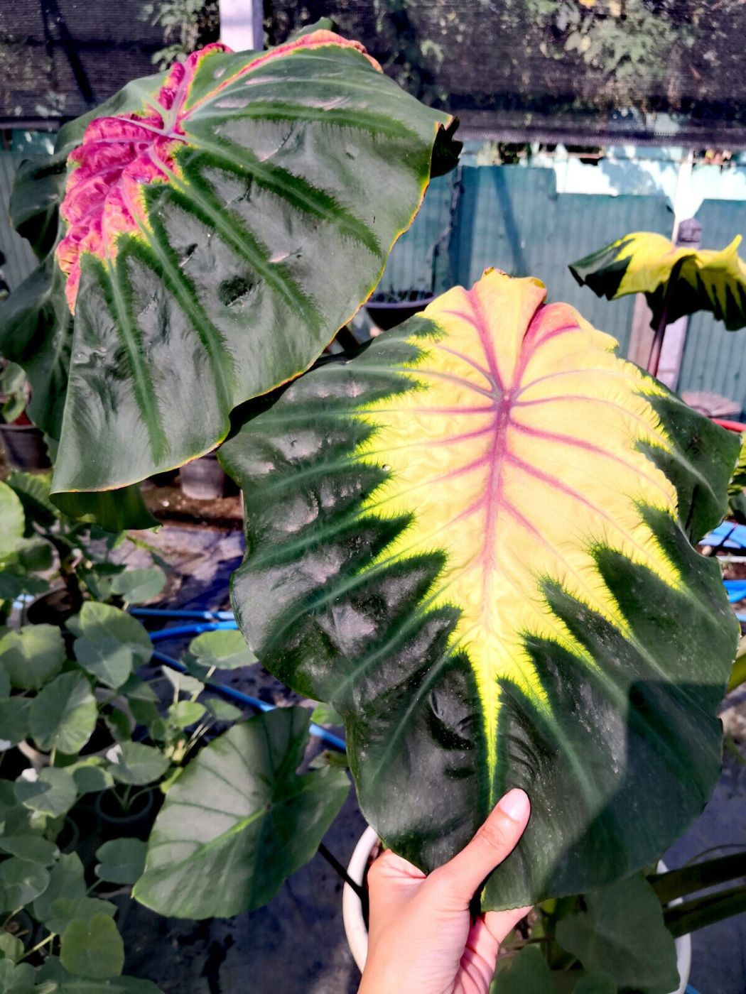 2901202404_s-l1600_(4)