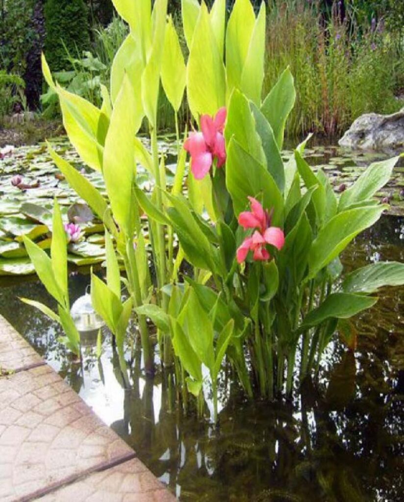 Канна индийская 'Тропикал Салмон' (лососевая) болотная