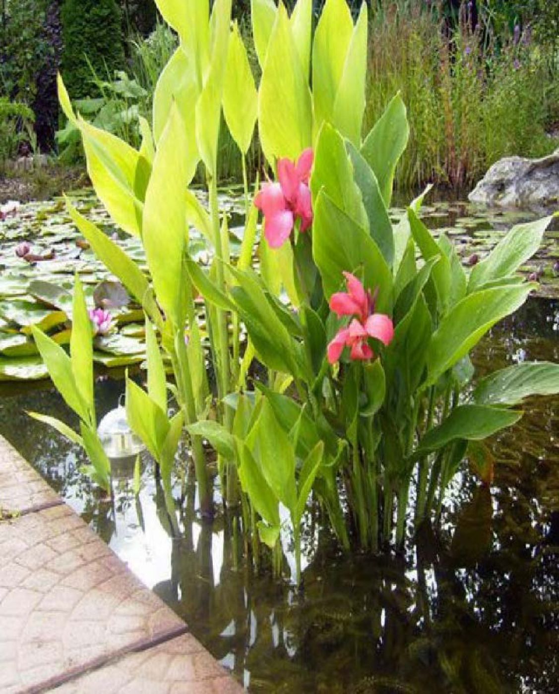 Канна индийская 'Тропикал Салмон' (лососевая) болотная