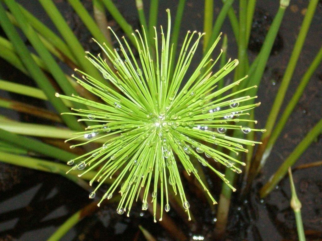 Папирус декоративный мини-карликовый папирус (Cyperus Papyrus Nanus)