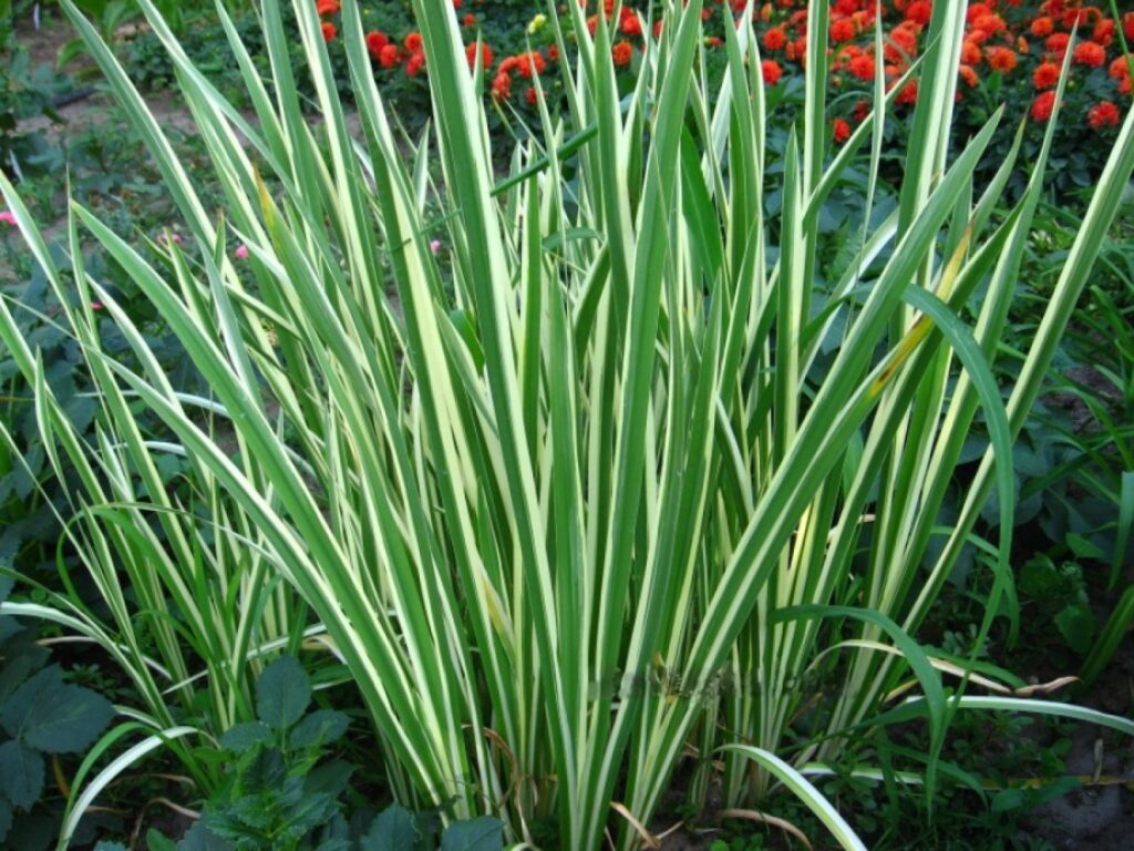 Аир болотный Вариегата-(Variegatus)