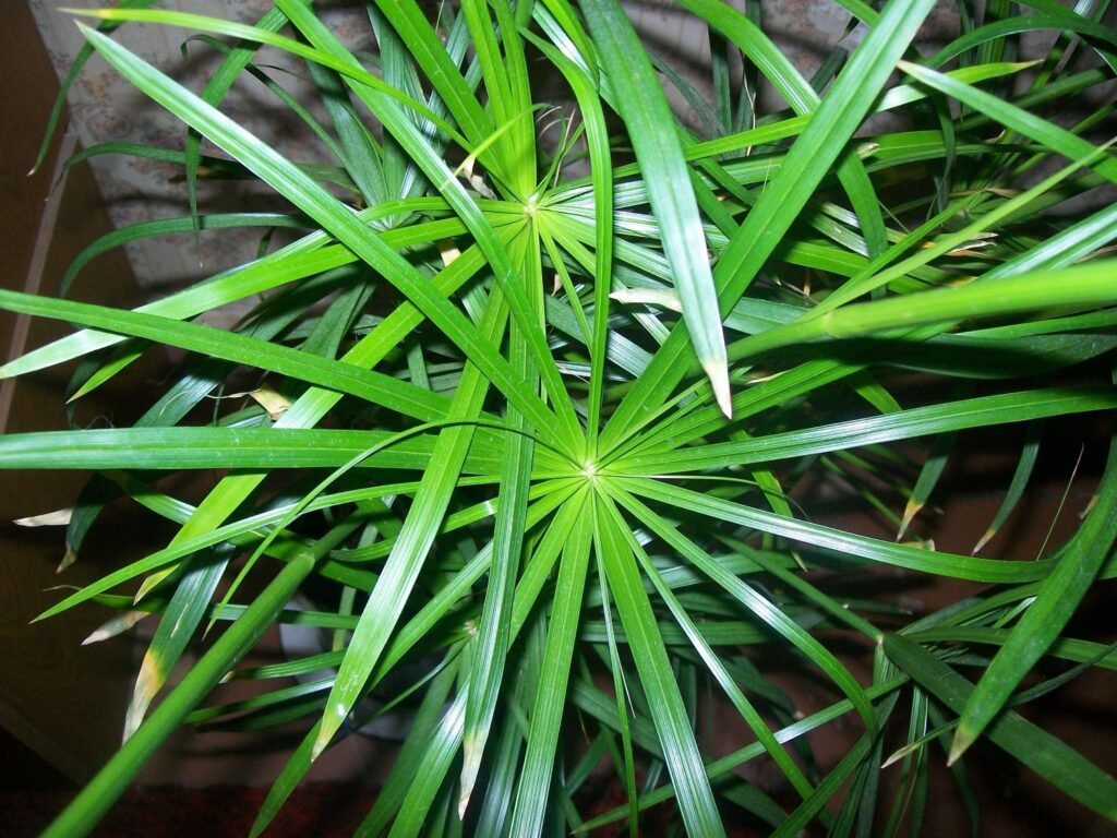 Циперус очереднолистный - (Сыть зонтичная)