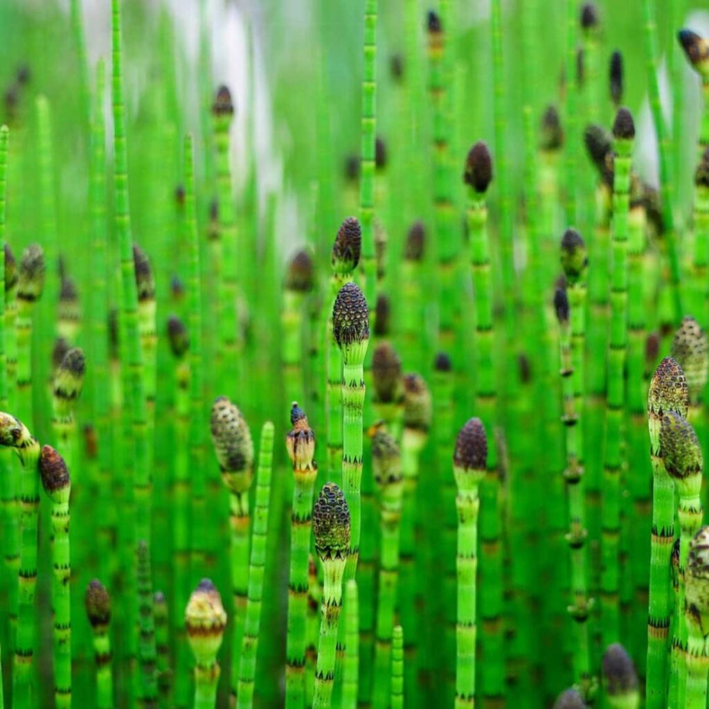 Хвощ японский (зимующий-вечно зелёный). 10 шт