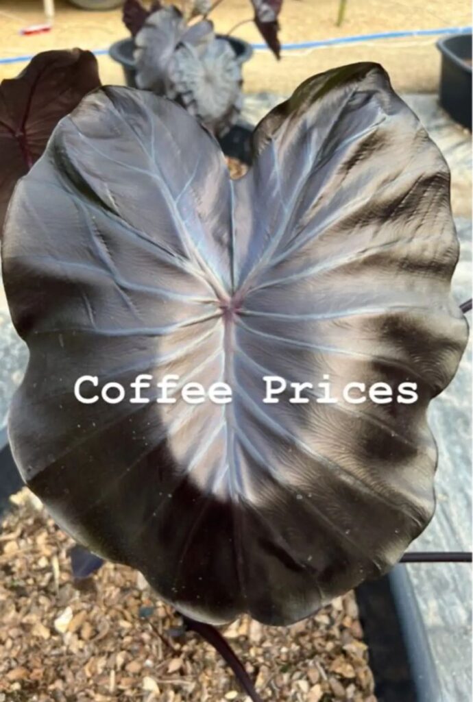 Колоказия Coffee Prince - Кофейный принц