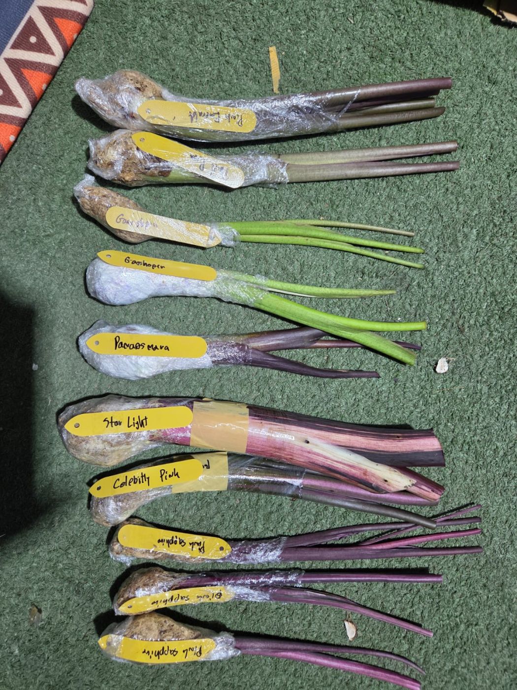 3108202510_IMG-20250525-WA0007