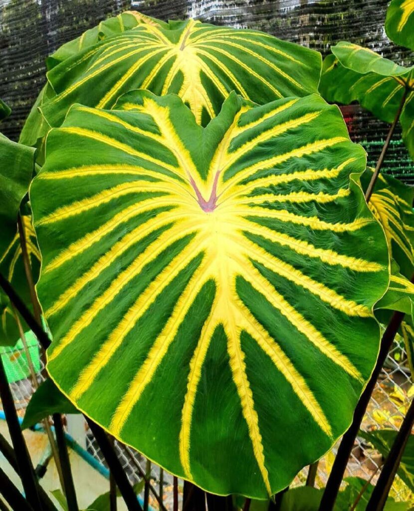 Колоказия ADE MAGMA - Жадэ Магма 100см+