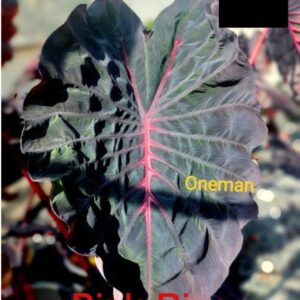 Колоказия Pink Rino