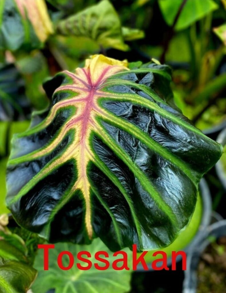 Колоказия Tossakan - Тоссакан