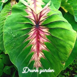 Колоказия Angel Mask - Маская Ангела