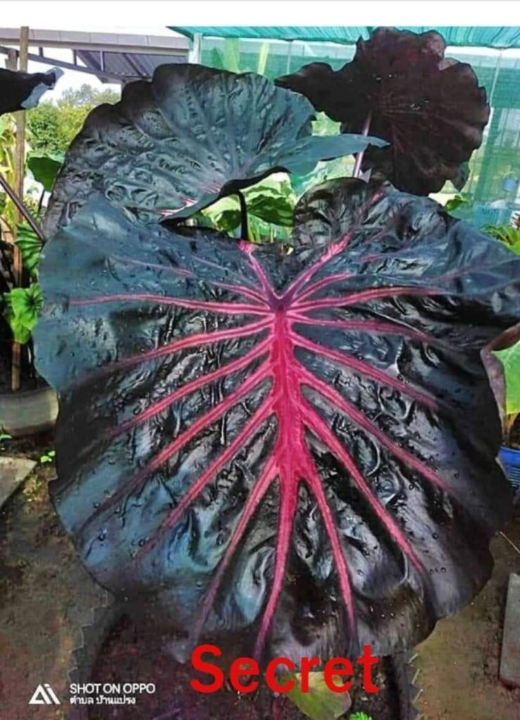 Колоказия Secret (секрет)
