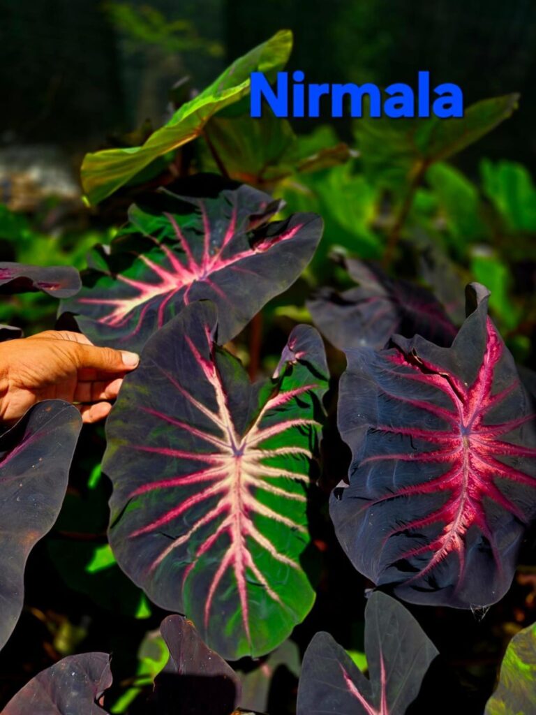 Колоказия NIRMALA - Нирмала