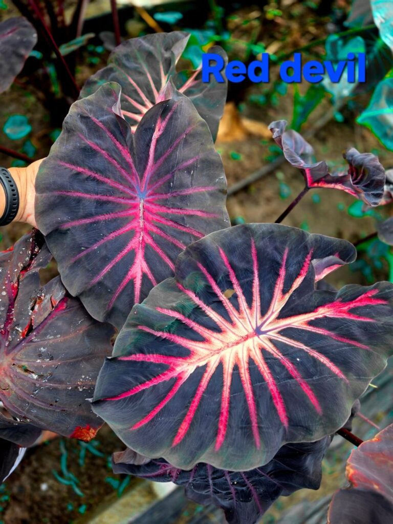 Колоказия Red devil