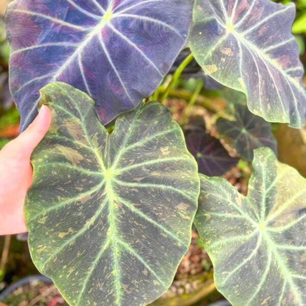 Колоказия Midnight bride - Полночь