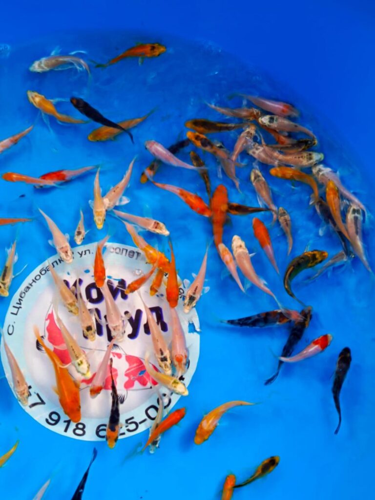 Карп кои микс + вуаль премиум израиль 6-8 см