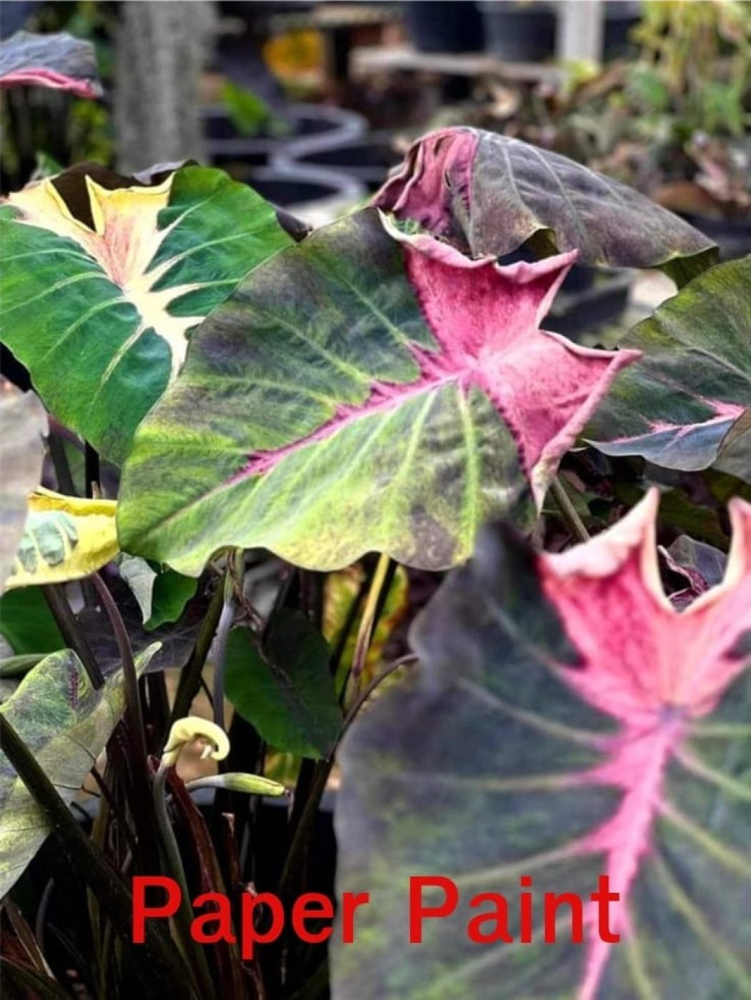 Колоказия Paper paint