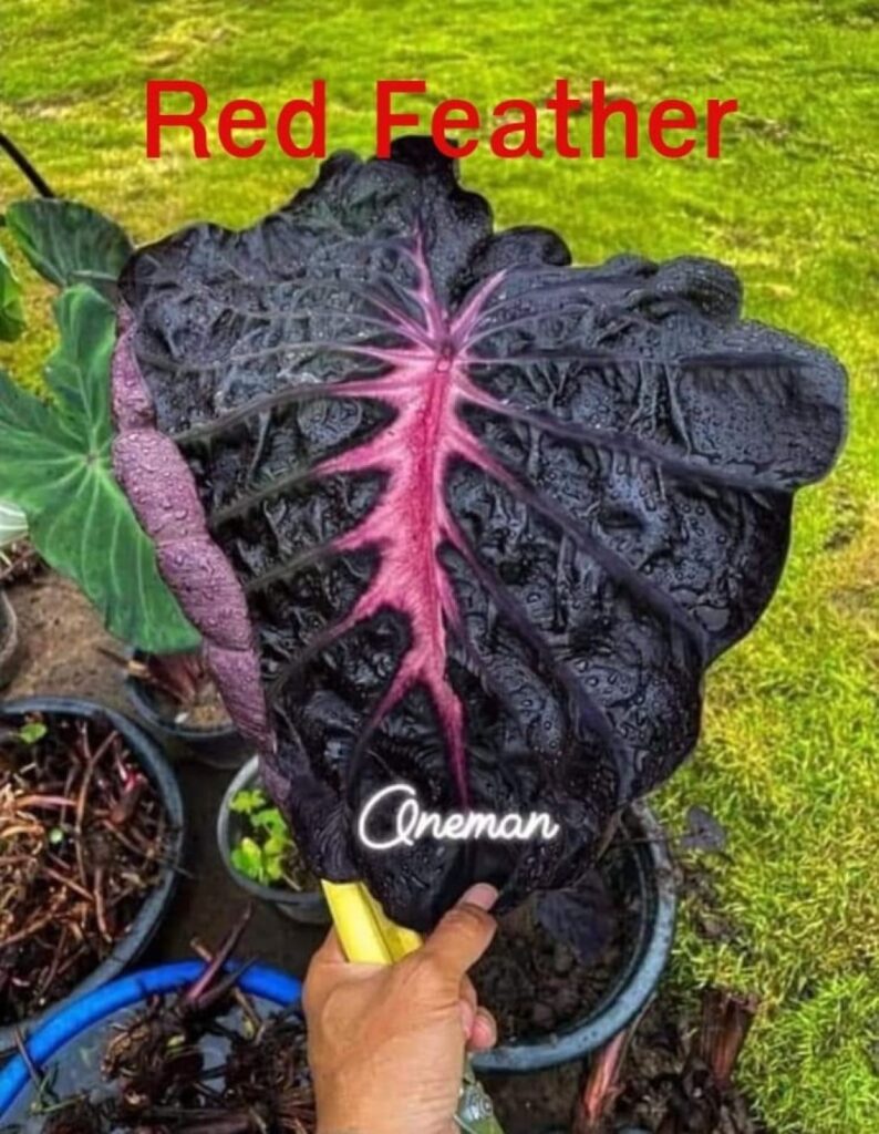 Колоказия Red feather