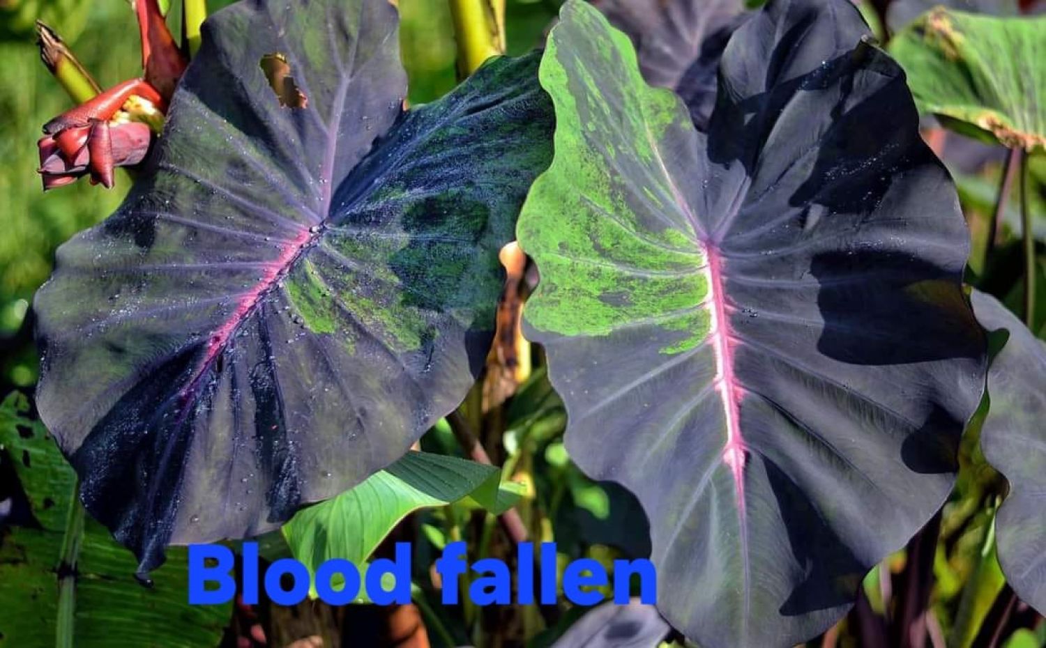 Колоказия Blood Fallen