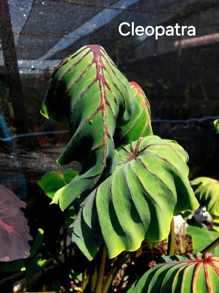 Колоказия Cleopatra