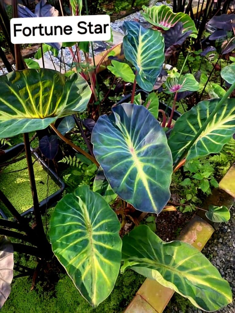 Колоказия Fortune star