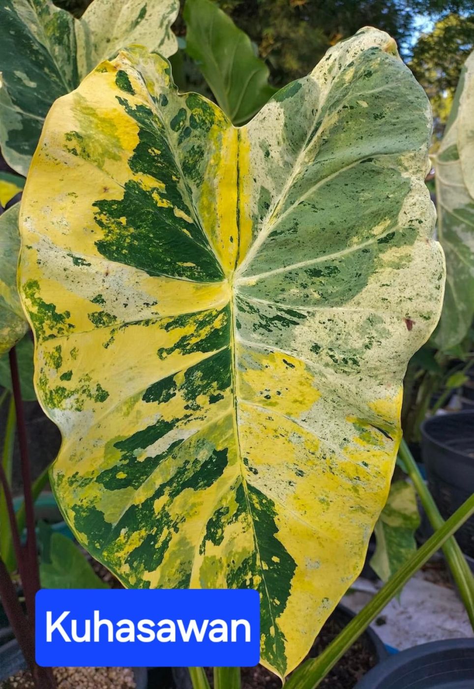Колоказия Kuhasawan