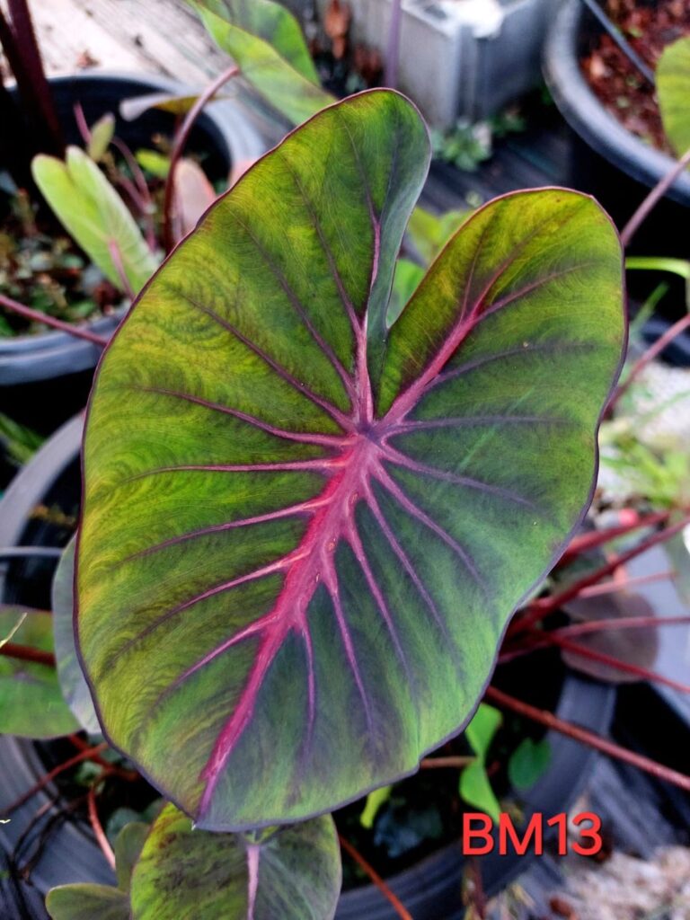 Колоказия BM13