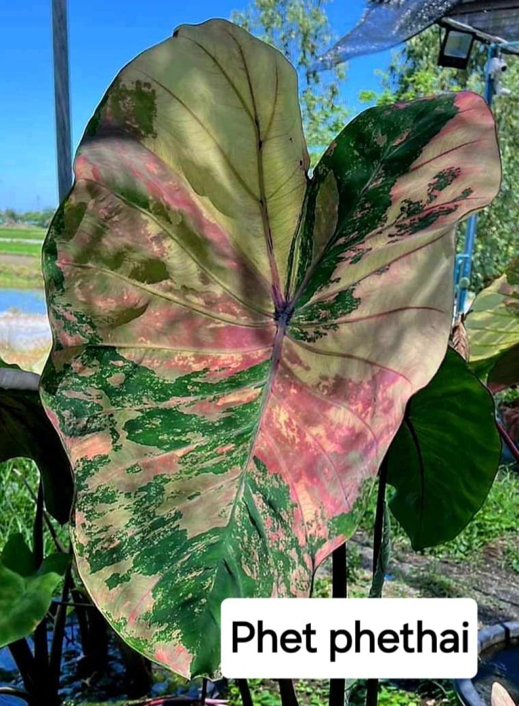 1311202407_IMG-20241113-WA0095