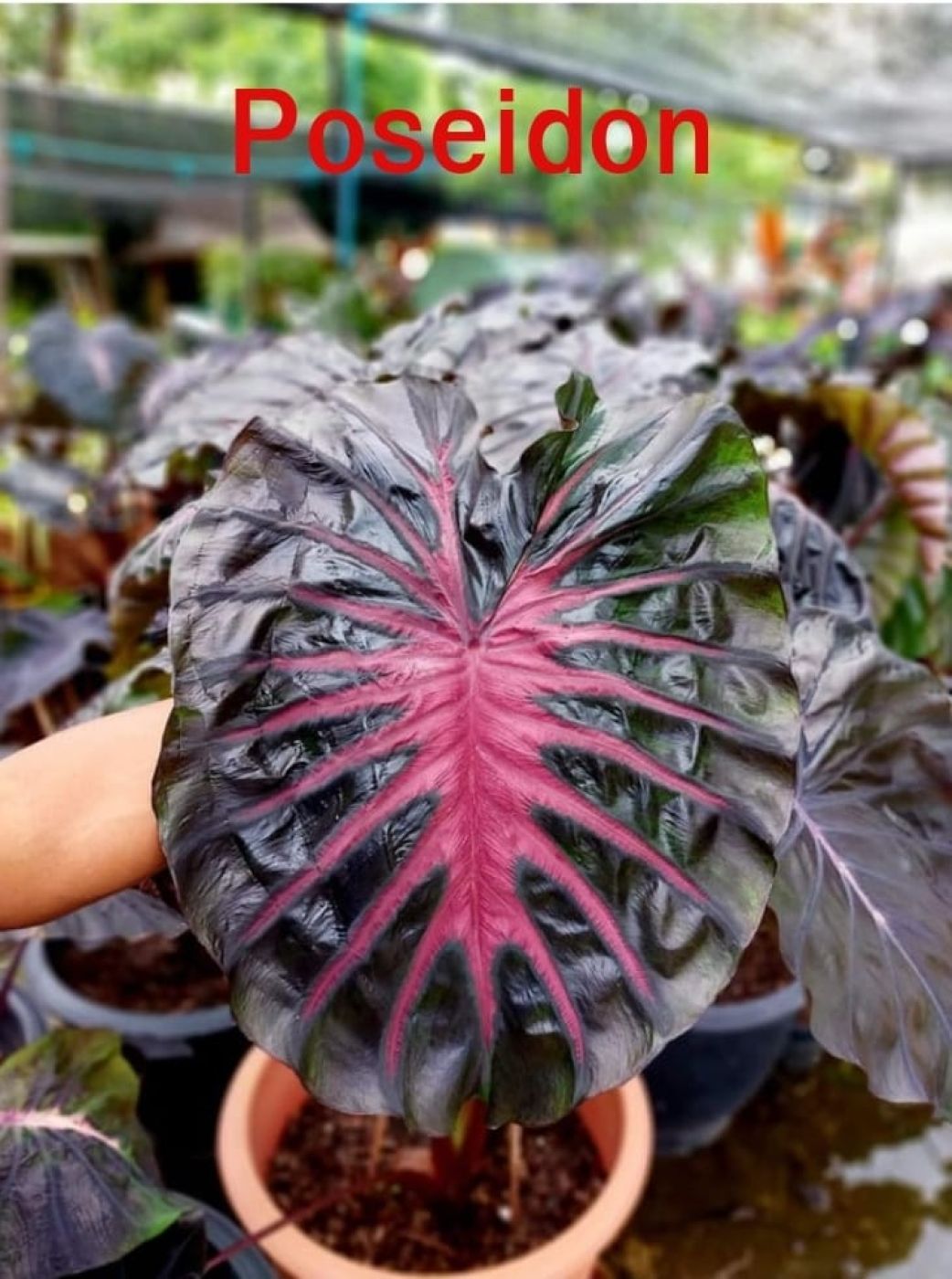 Колоказия Poseidon