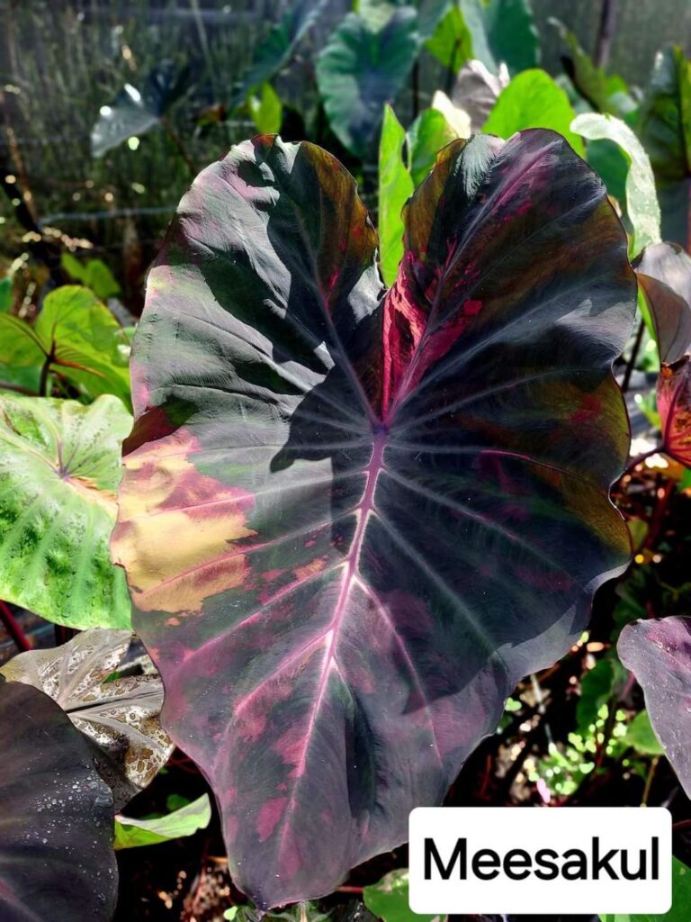 Колоказия Meesakul
