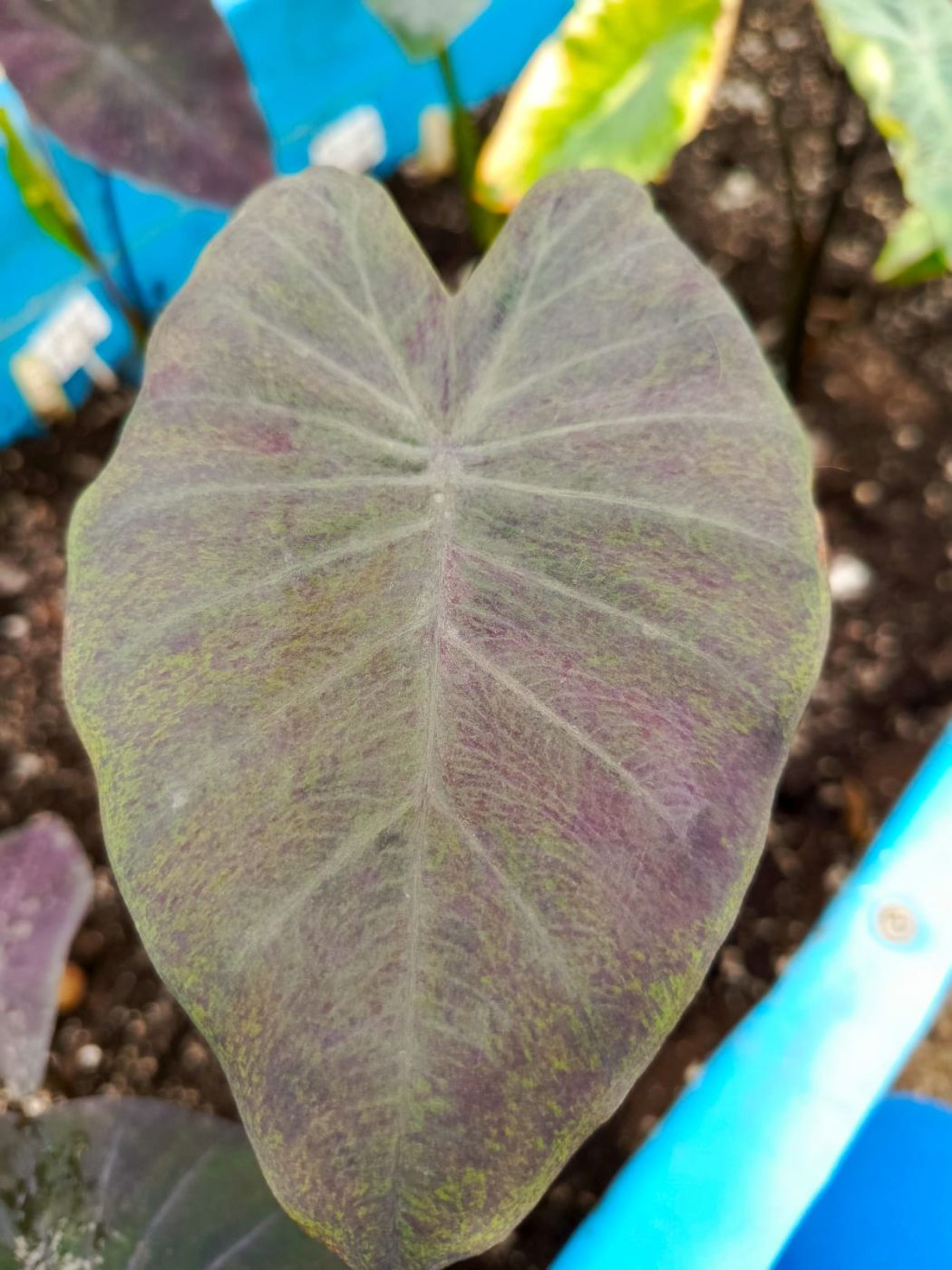 2211202505_IMG-20251117-WA0045