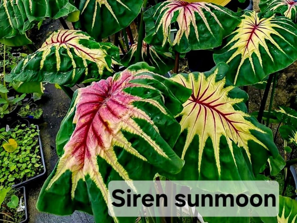 Колоказия Siren sun moon