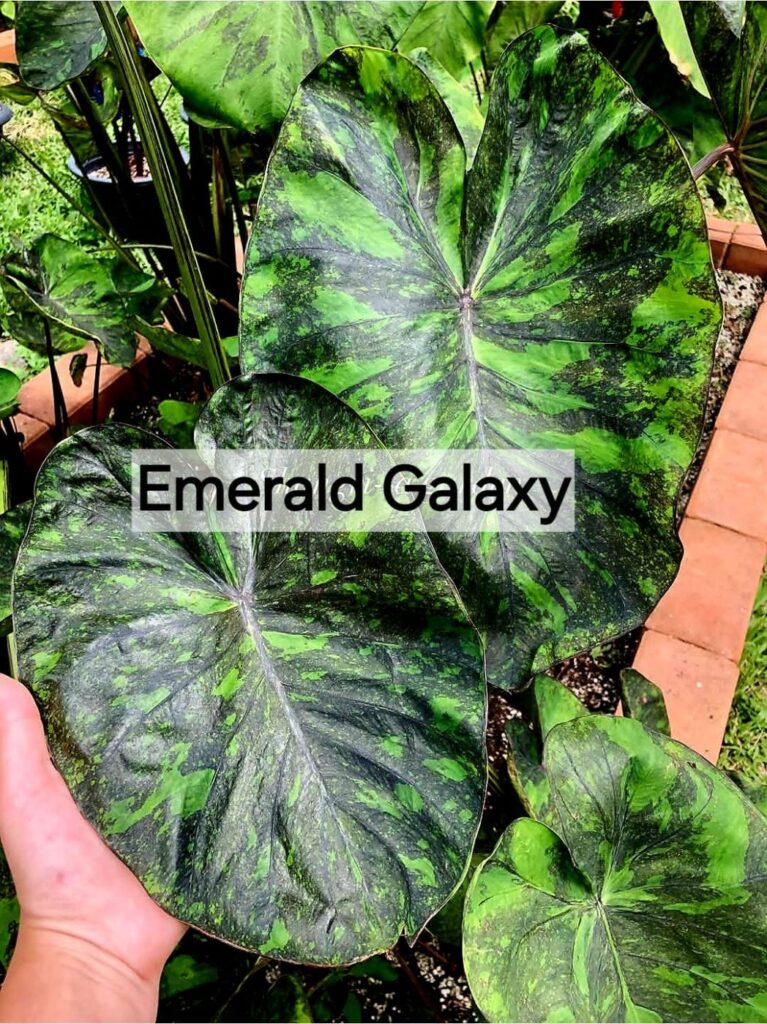 Колоказия Emerrad Galaxy